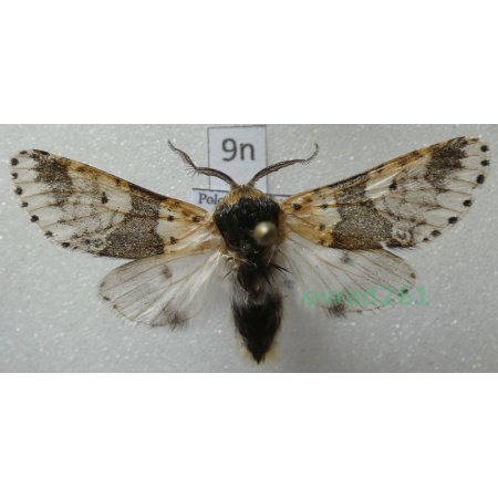 Furcula bicuspis (Borkhausen, 1790) male Poland9n